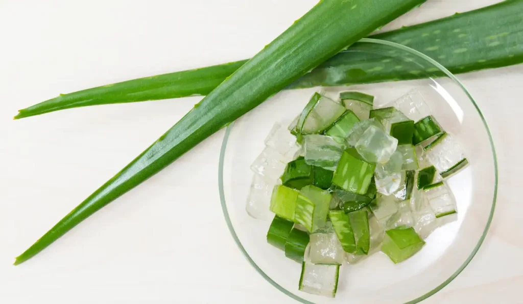 aloe-vera-9-health-benefits